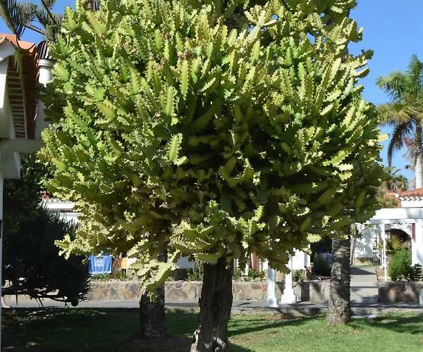 Parque Golf Fresh Daire Maspalomas (Gran Canaria)